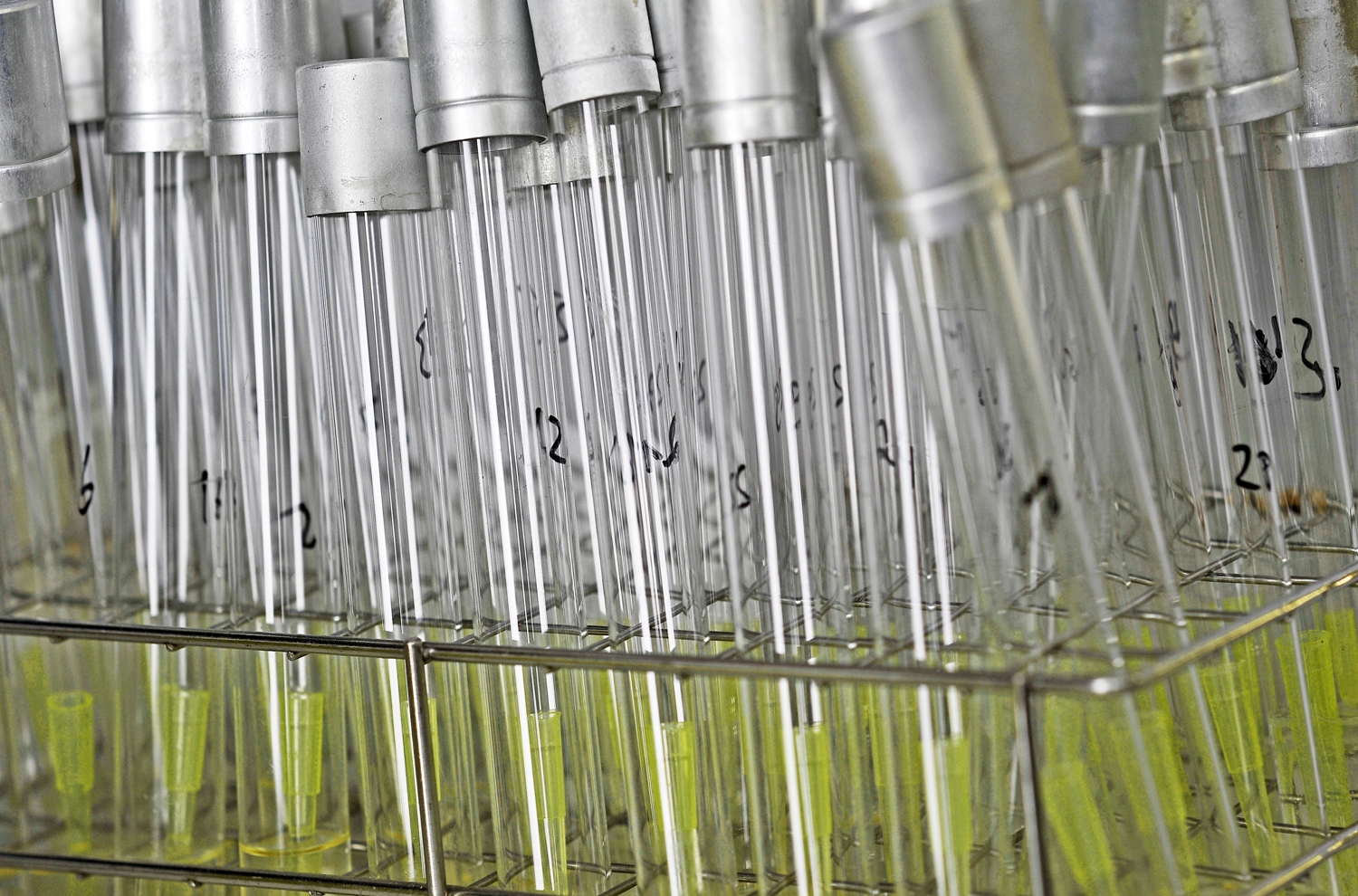 The photo shows dozens of glass tubes standing in a rack. The tubes contain a greenish, transparent liquid.