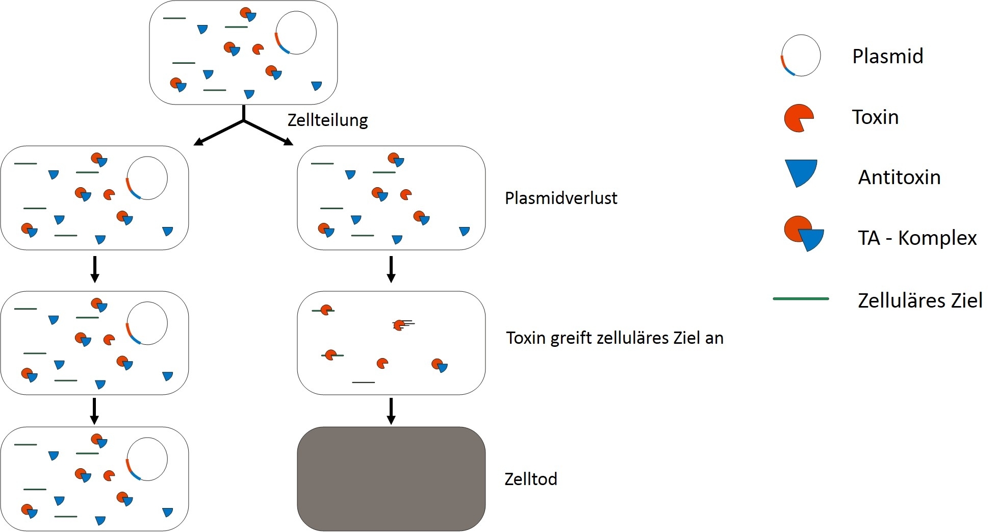 Zu sehen ist ein Schema, wie das Toxin-Antitoxin-System in der Zelle funktioniert
