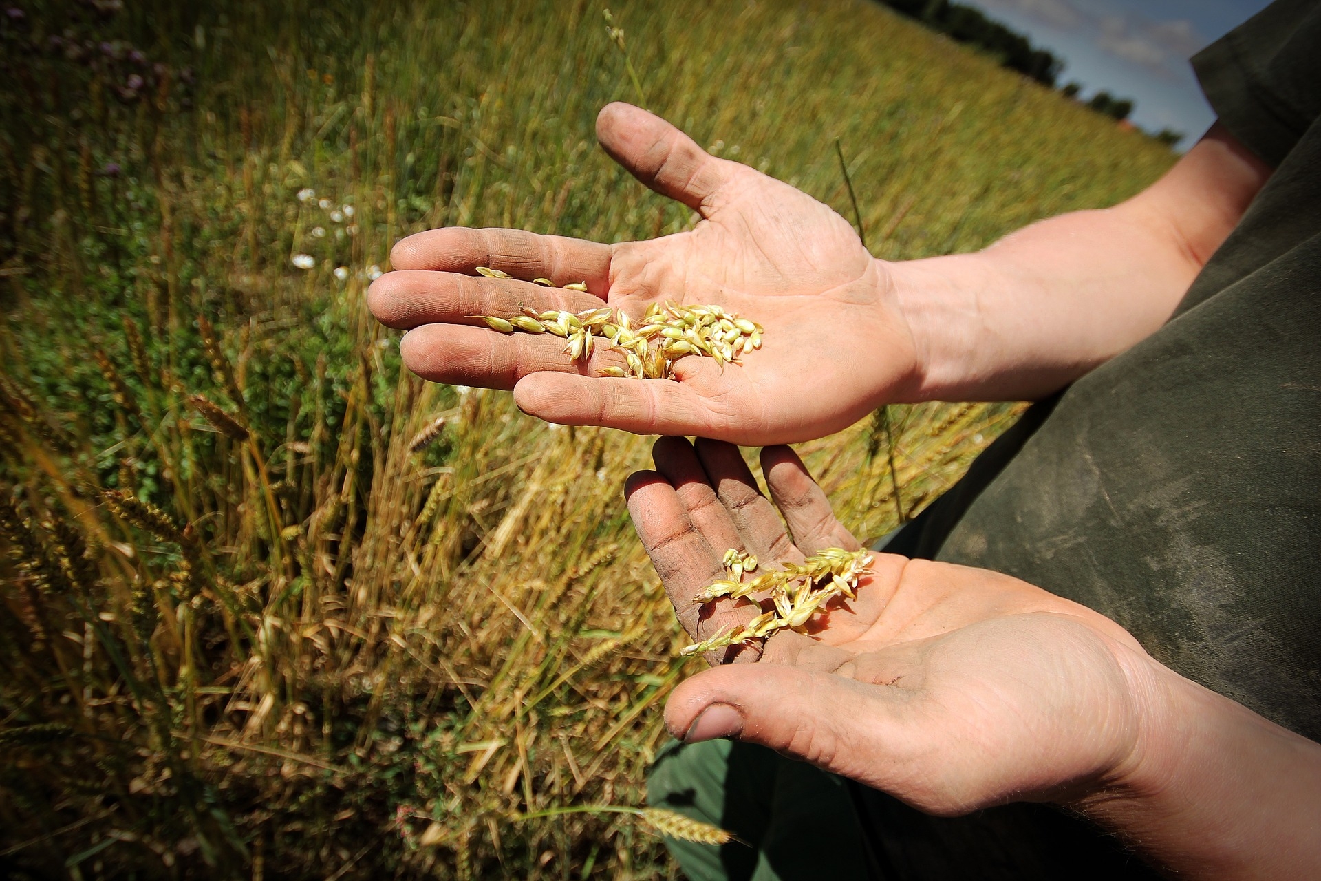 The photo shows two weather-beaten hands holding a few grains. A field with crops can be seen in the background.