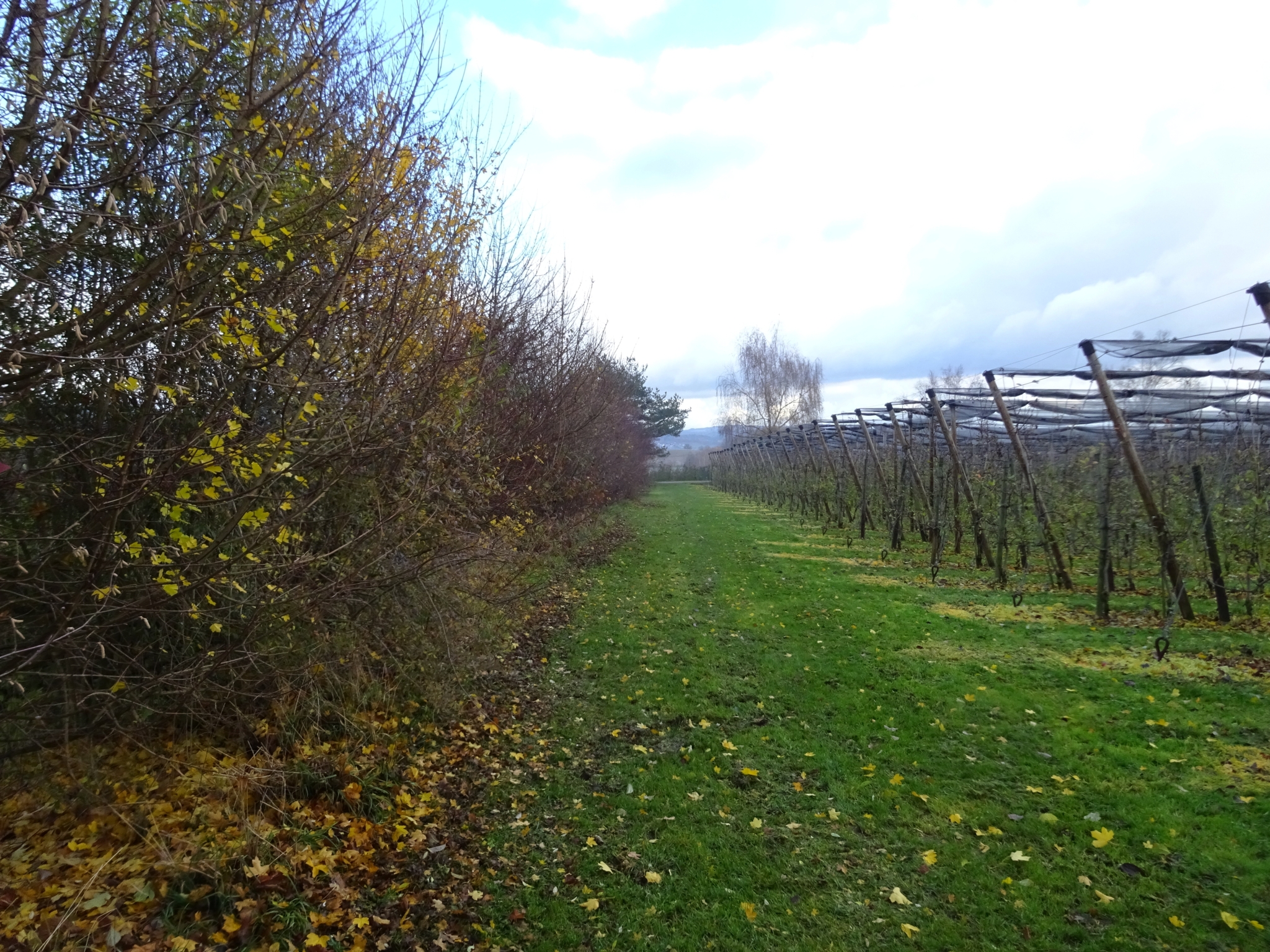 Hedges along apple orchards at Lake Constance