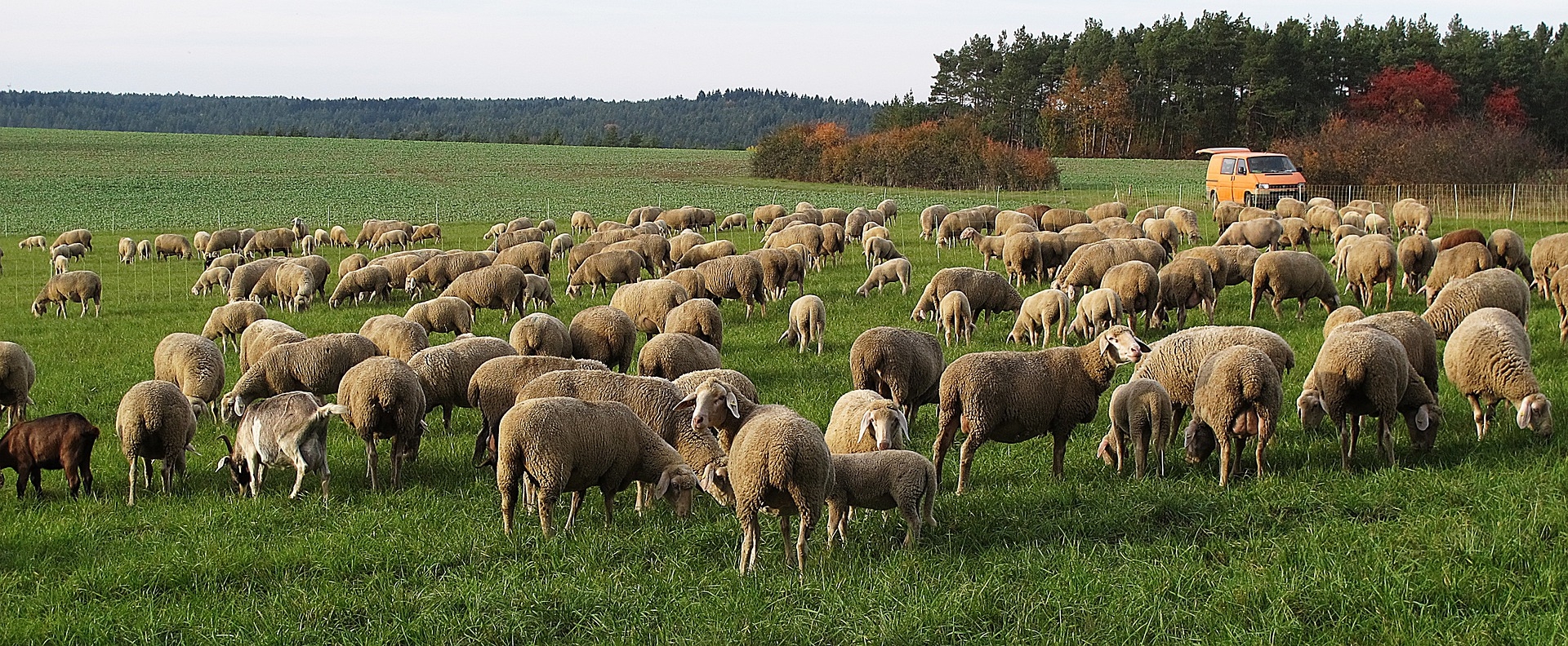 Schafwolle, ein Reststoff aus der Weidewirtschaft, kann gut als Dämmmaterial verwendet werden.