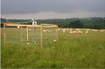 The photo shows a green meadow with sheep in the background