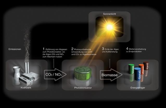 scheme of the Conversion of carbon dioxide to biomass (image: Hezinger Algaetec GmbH )