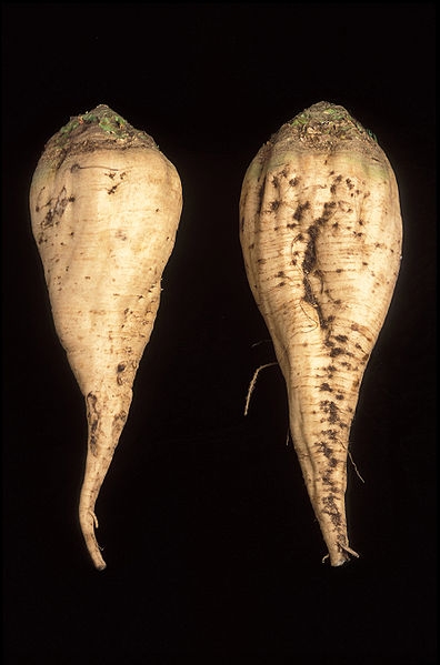 Two sugar beets shown against a black background.