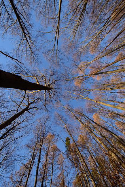 Baumkrone eines winterlichen Buchenwalds, vom Boden aufgenommen