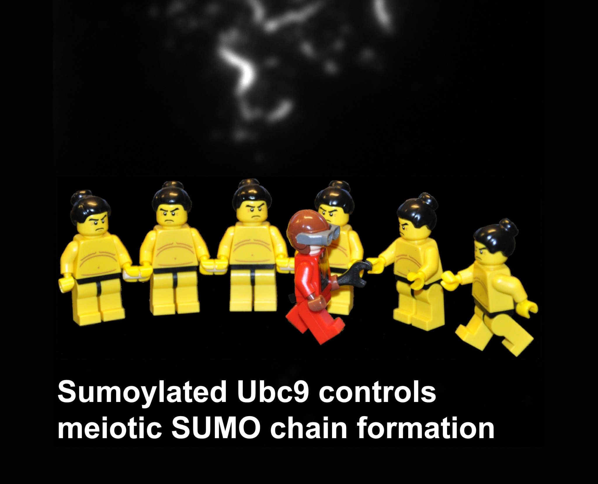 Das sumoylierte E2-Enzym (rot) verknüpft meiotische SUMO-Ketten (gelb). Zu sehen sind mehrere gleichartige Legomännchen, die von einem andersartigen Männchen mit Werkzeug miteinander verbunden werden.
