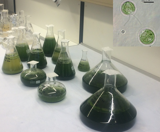 Erlenmeyer-Kolben verschiedener Größen auf einer Laborbank, die mit grünen Algen gefüllt sind.