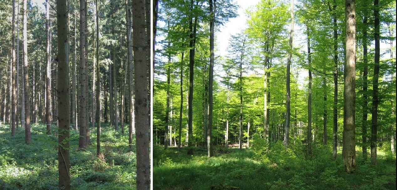 Links: Strukturarmer Fichtenwald. Rechts: Strukturreicher Waldbestand mit Laubbäumen und Totholz