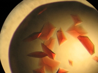 Gezüchtete Kristalle der DyP-Peroxidase. Zu sehen sind rote Kristalle in einer Petrischale.