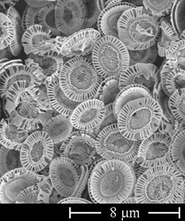 Electron microscope image of lime platelets of the algal species Emiliania huxleyi