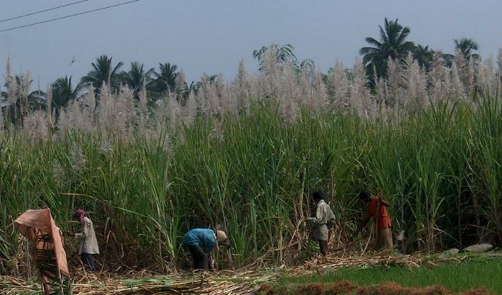 Erntearbeiter ernten Zuckerrohr. Im Vordergrund sind die Arbeitet zu sehen, dahinter das Zuckerrohrfeld.