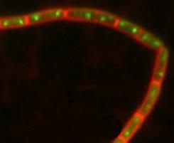 Verdoppelte DNA von Bacillus subtilis befindet sich an den zwei Polen der einzelnen Bakterienstäbchen (grüne Punkte). (Foto: AG Prof. Dr. Peter Graumann)