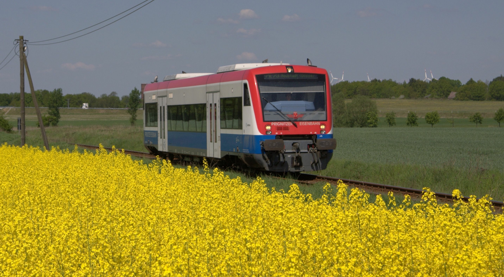Ein Blau-Weiß-Roter Zug fährt von links nach rechts durch ein gelbes Rapsfeld.