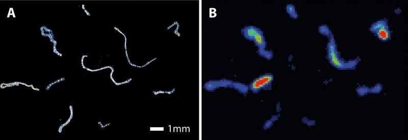 Das Bild zeigt fadenförmige Bakterien, die in der rechten Bildhälfte angefärbt sind, was die Phosphataufnahme beweist.