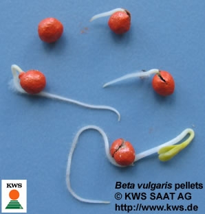 The photo shows several orange-red pellets with tiny green protrusions.