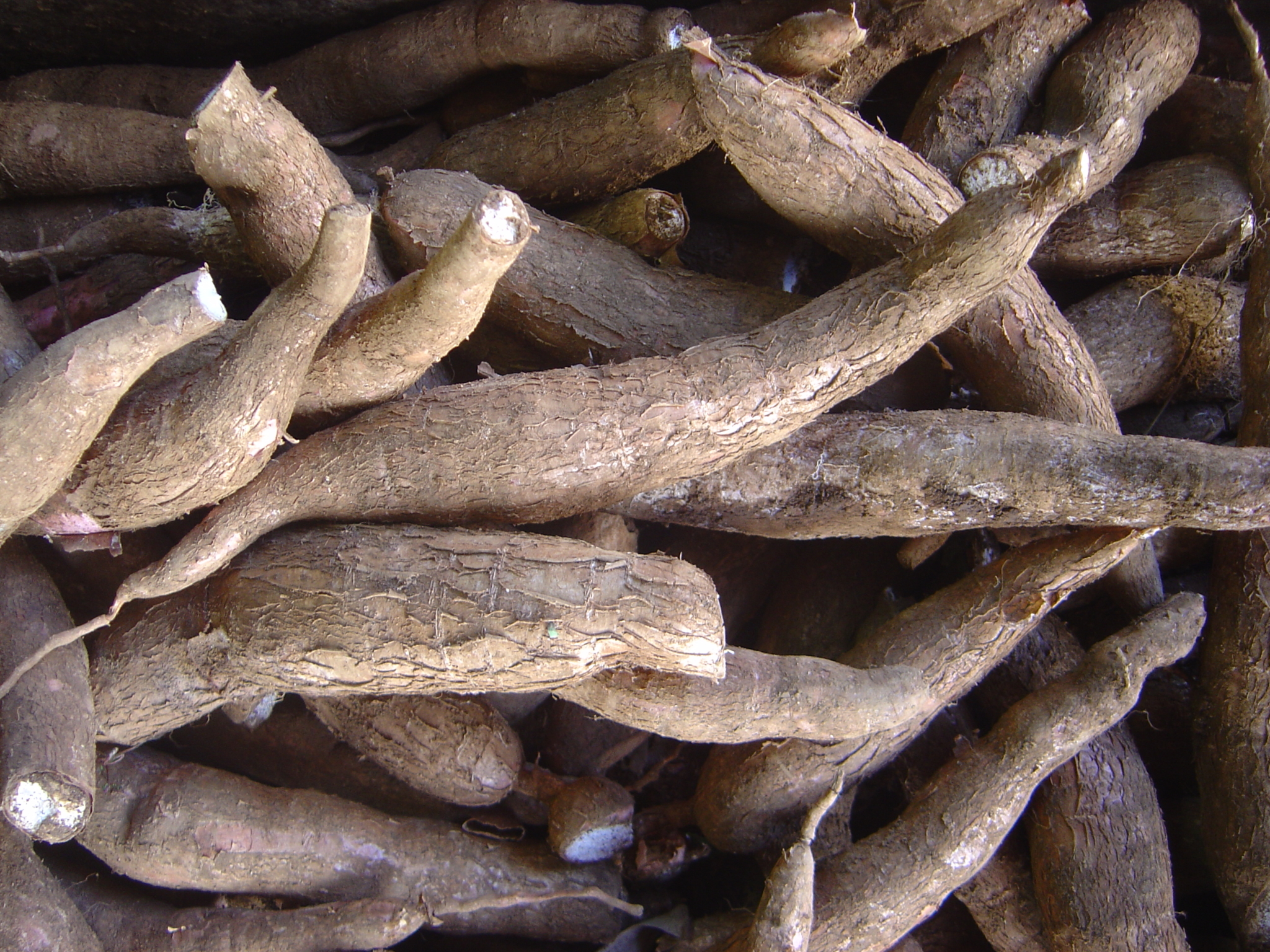 The photo shows a heap of short, thick manioc roots.