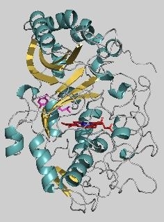 Zu sehen ist ein Bändermodell der DyP-Peroxidase