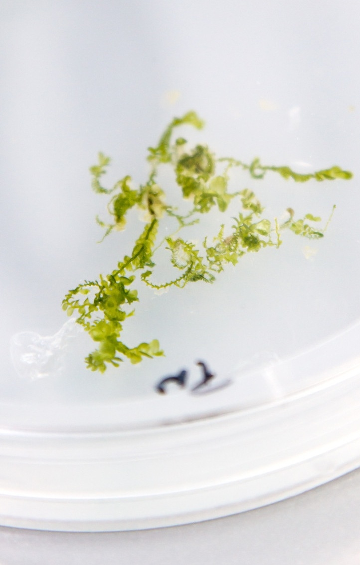 The photo shows a moss plant in a transparent Petri dish.