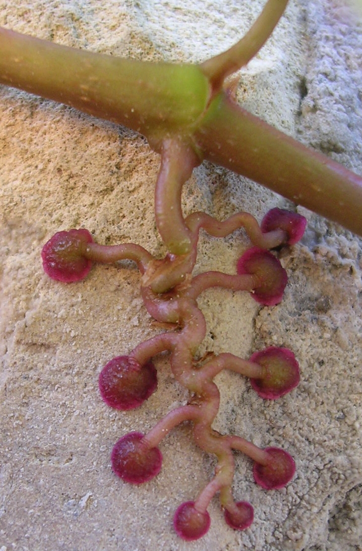 The photo shows a green, tentacle-like structure with nine green branches that carry a red structure at their tips. The entire structure adheres to walls or bark.