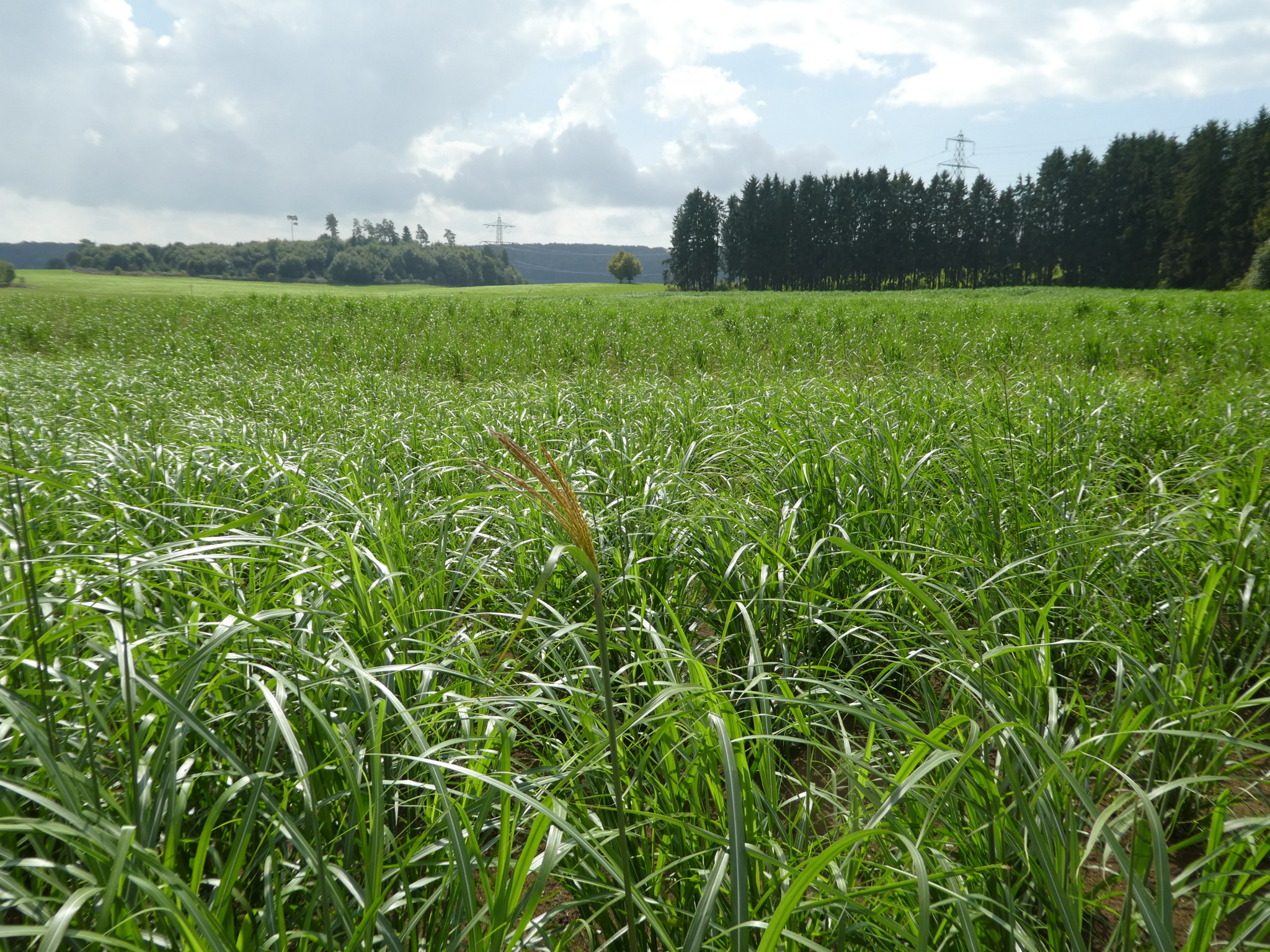 Photo taken from within a miscanthus field: grass-like, green plants in the first third; in the centre, a plant with blossoms consisting with dense, terminal panicles.