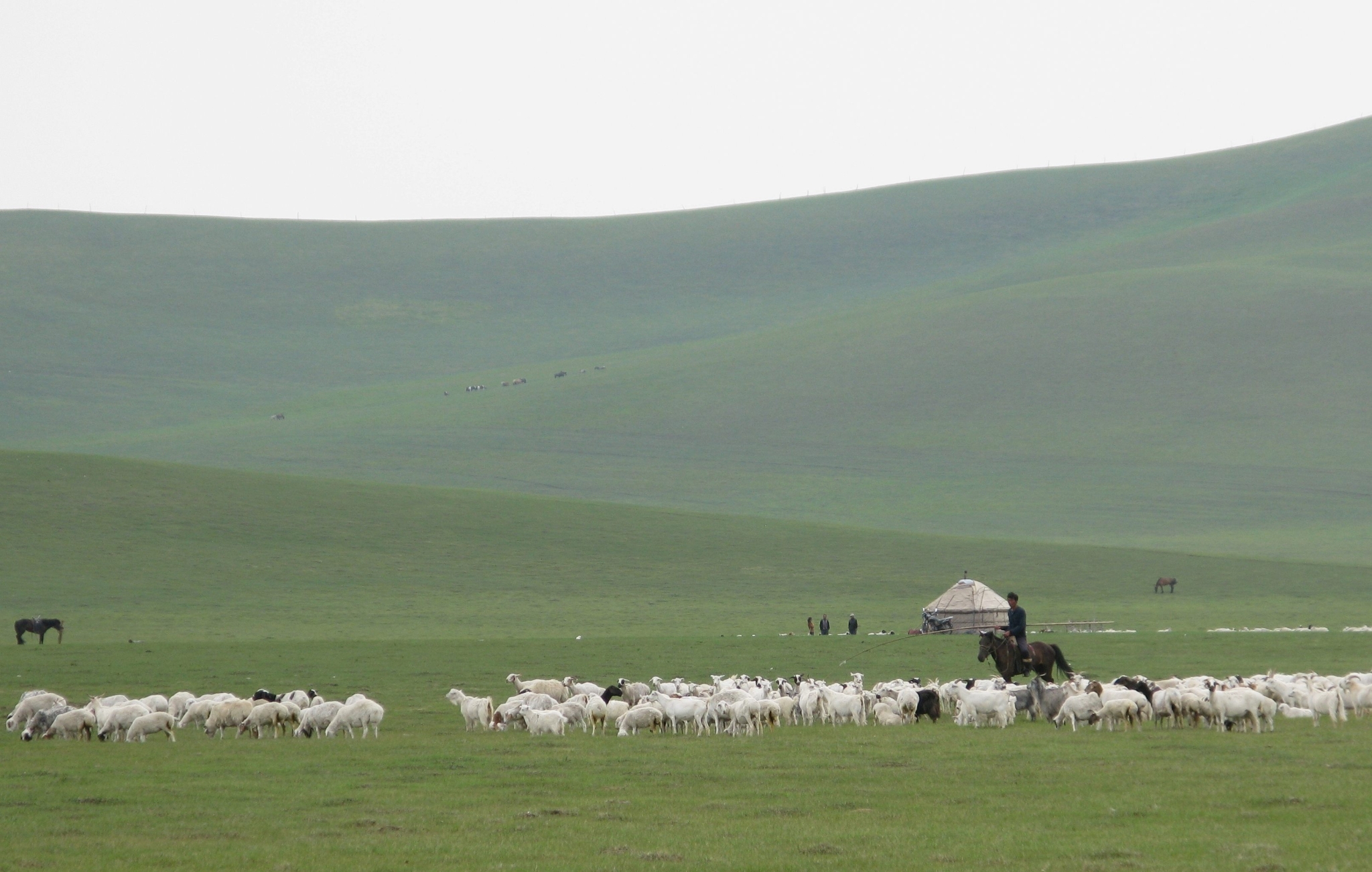 Das Foto zeigt eine Viehherde in der Mongolei.