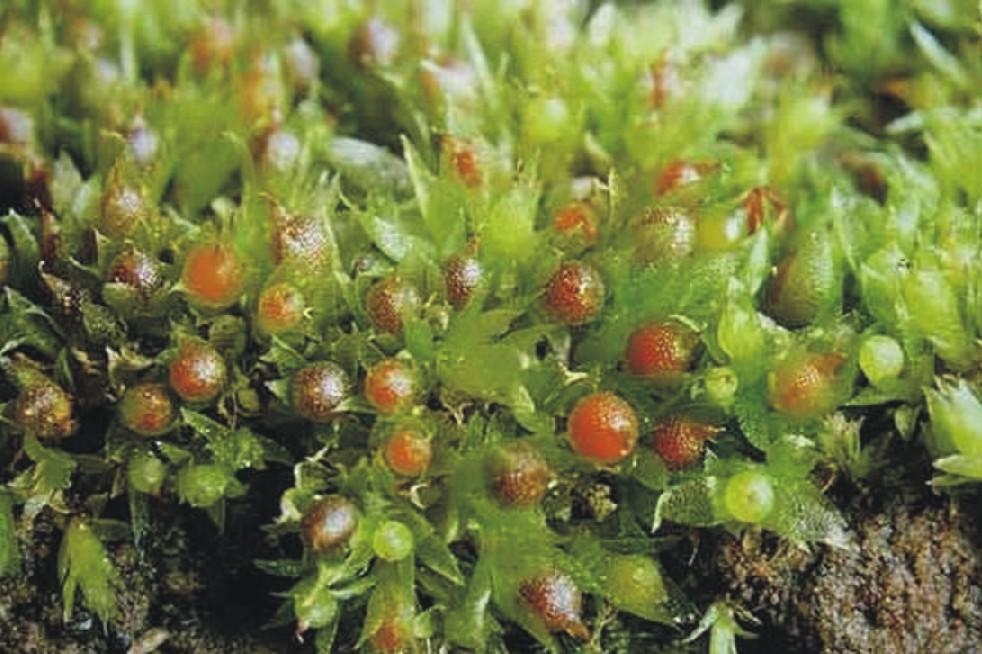 The moss Physcomitrella patens is used by researchers in the Department of Plant Biotechnology at the University of Freiburg as model organism for the investigation of mechanisms that protect themselves in stressful situations