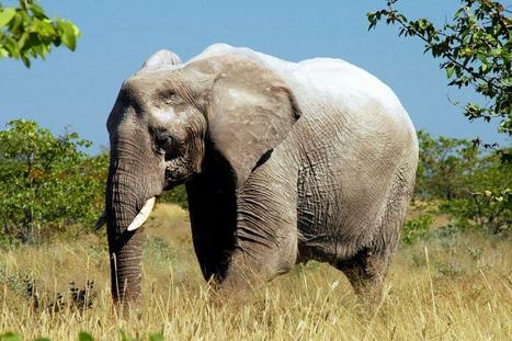 African Elephant (Photo: Tierreich.de)