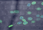 Cells stained with a green fluorescing dye, on a computer keyboard.