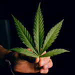 Eine Hand, die Cannabis-Blatt mit der typischen Form mit den 5 Blattfingern hält.