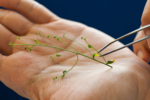 Photo showing a hand with an Arabidopsis plant.