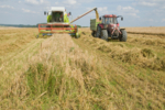 Combine harvester harvesting lentils and malting barley and unloading the crop onto a trailer.