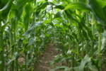 The picture shows a maize field.