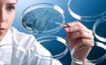 Woman picking bacteria from an agar plate.