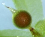 The photo shows a brownisch sphere on a green stem.<br />