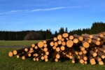 Pile of tree trunks.