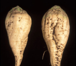 Two sugar beets shown against a black background