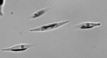 Microscope image of the algae Phaeodactylum tricornutum.