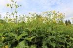 Feld mit dichtem Pflanzenbesatz mit großen Blättern, gelben Blüten und viereckigen Stängeln. Im Hintergrund (oberer Teil des Bildes) Himmel mit leichter Bewölkung.