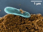 The photo shows a blue rod-shaped bacterium.