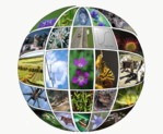 Collage diverser Naturfotos (Tiere, Pflanzen, Landschaft), die zu einem Globus arrangiert sind.