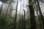Mit Farnen und Moosen überwucherte Bäume im Bergregenwald des Lore Lindu – Nationalparks, Zentral-Sulawesi, Indonesien.
