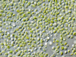 Chlorella microalgae