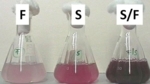 Drei Kolben, die unterschiedlich stark gefärbte Purpurbakterien enthalten.