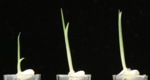 Zu sehen sind drei gerade gekeimte Reispflanzen in Plastikschalen, bei der linken ist das erste Blatt gut ausgebildet, bei der mittleren noch halb bedeckt durch eine weiße Schutzhülle und bei der rechten fast vollständig bedeckt.