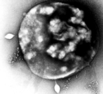 B/w photo of a cell.