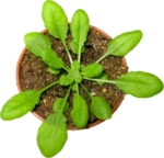 Arabidopsis thaliana im Blumentopf