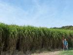 Man standing in front of a green Miscanthus field.