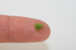 Eine kleine Moospflanze auf einem Finger