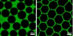 On the left  irregularly distributed black, round structures against a fluorescent green background are shown, on the right a hexagonal green lattice.