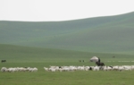 Das Foto zeigt eine Viehherde in der Mongolei.